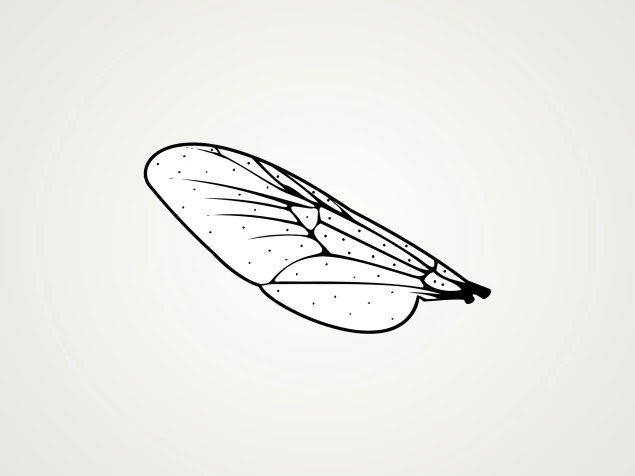 Ales de mosca